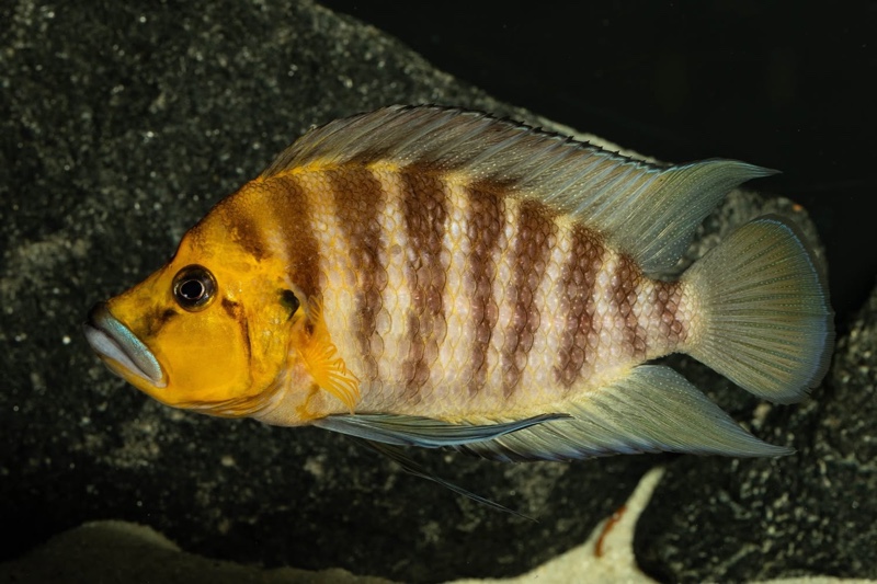 Altolamprologus compressiceps 'Kantalamba'